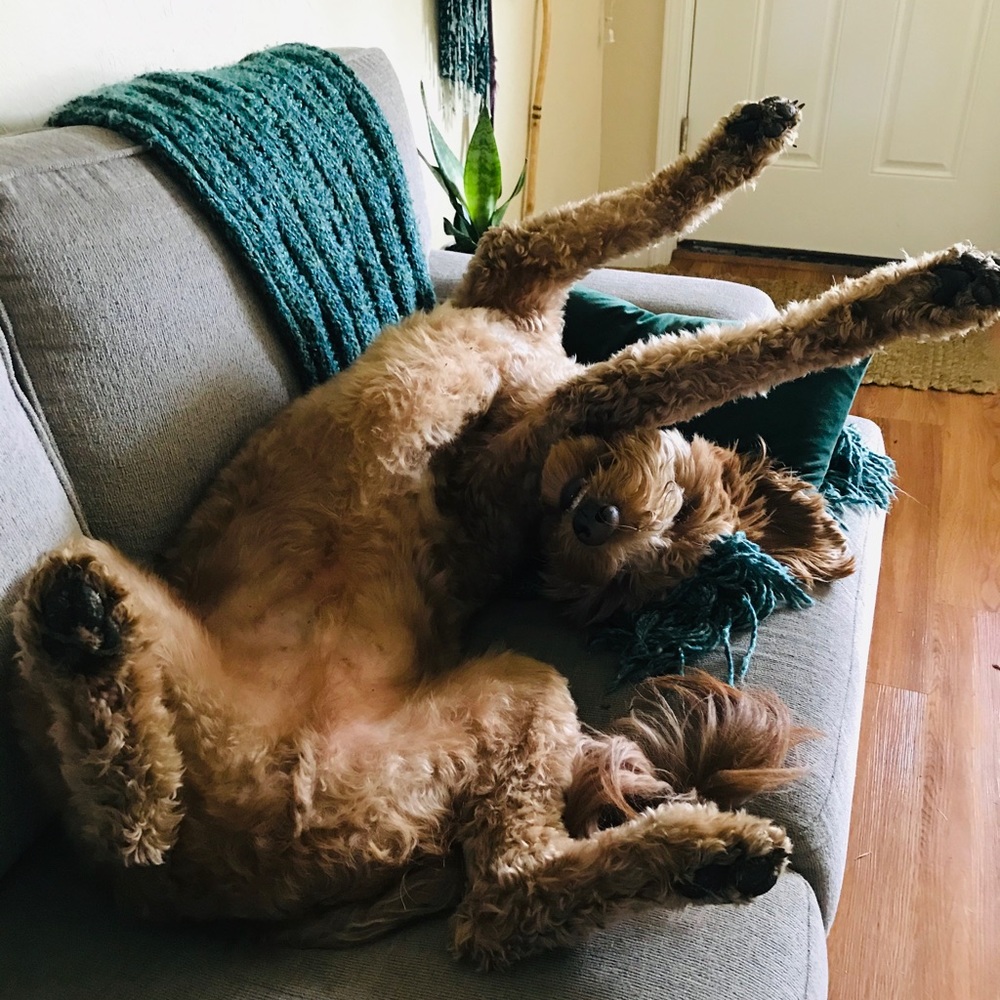 Meet your Posher, Lauren